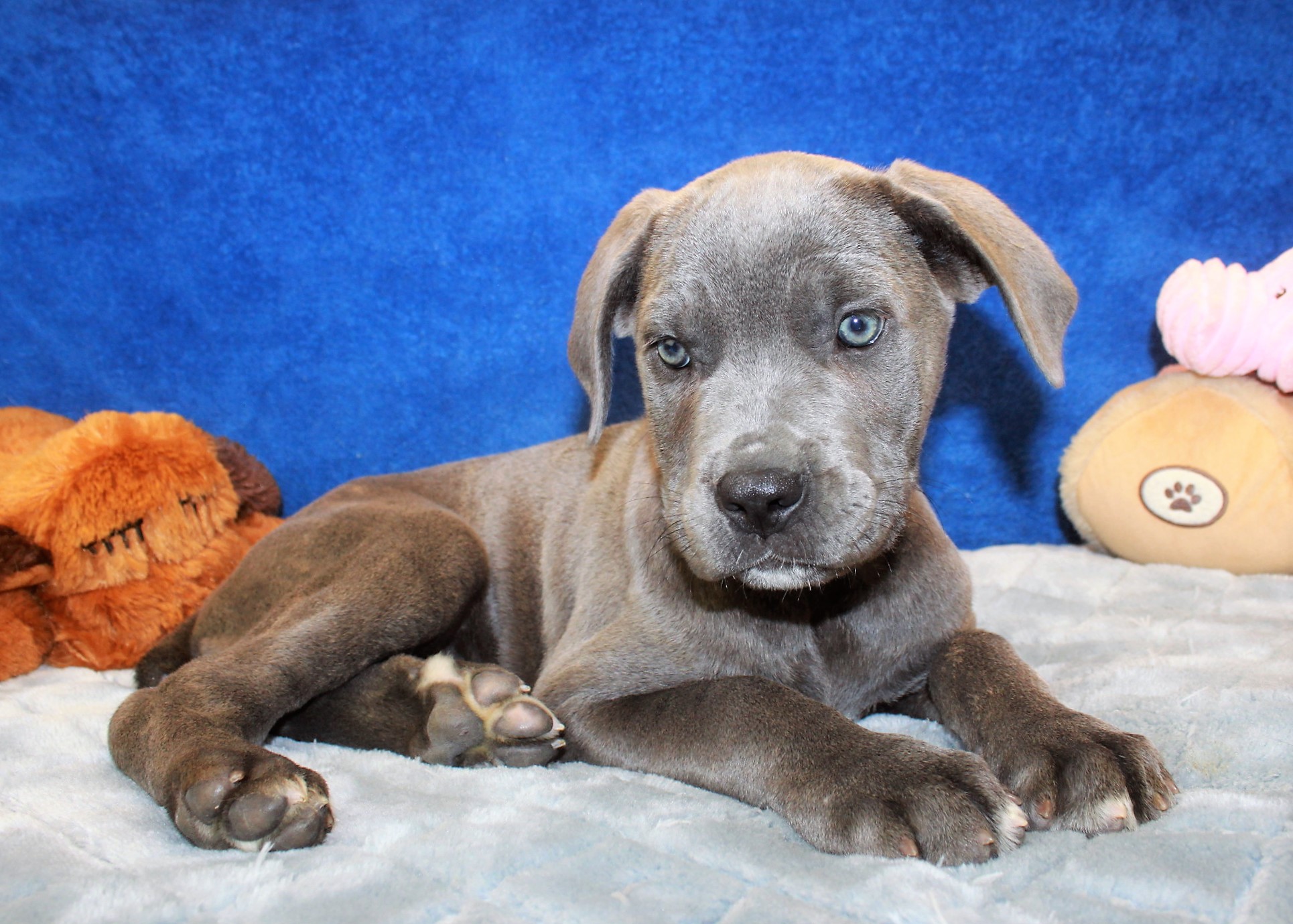 Cane Corso Puppies For Sale Long Island Puppies