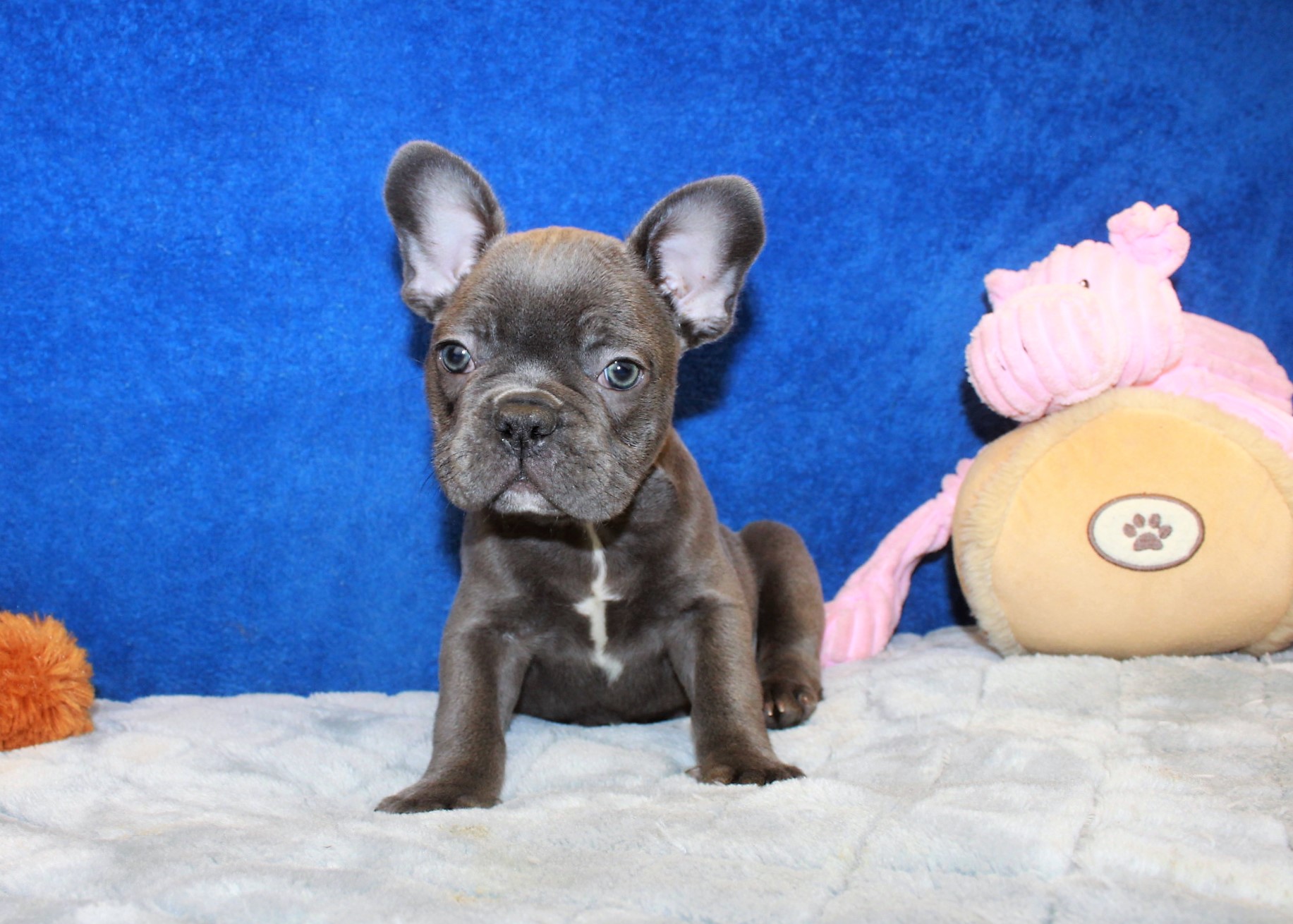 French Bulldog Puppies For Sale Long Island Puppies