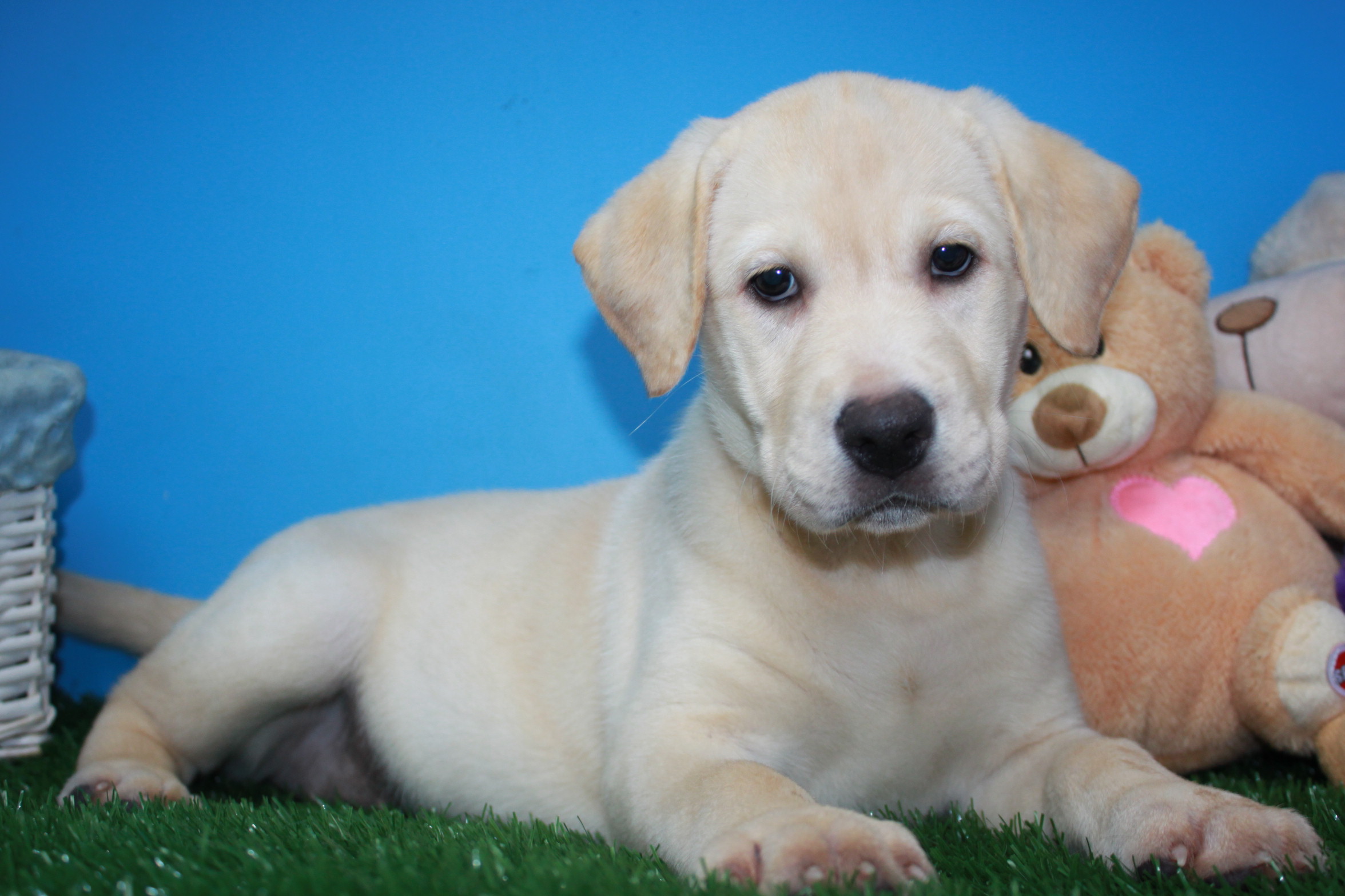 Labrador Retriever Puppies For Sale - Long Island Puppies