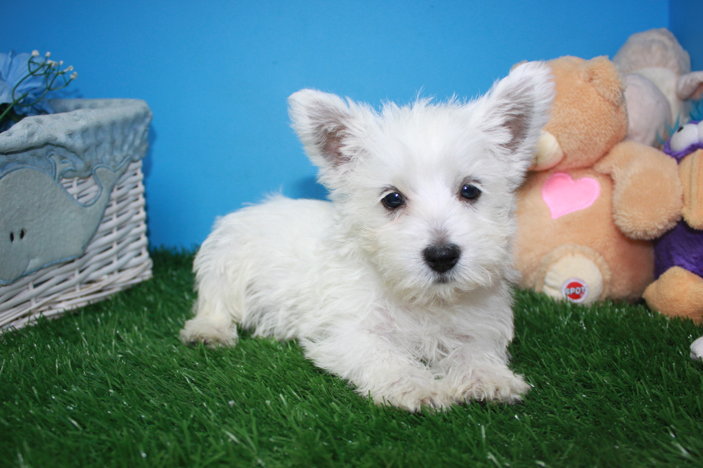West Highland White Terrier Puppies For Sale Long Island