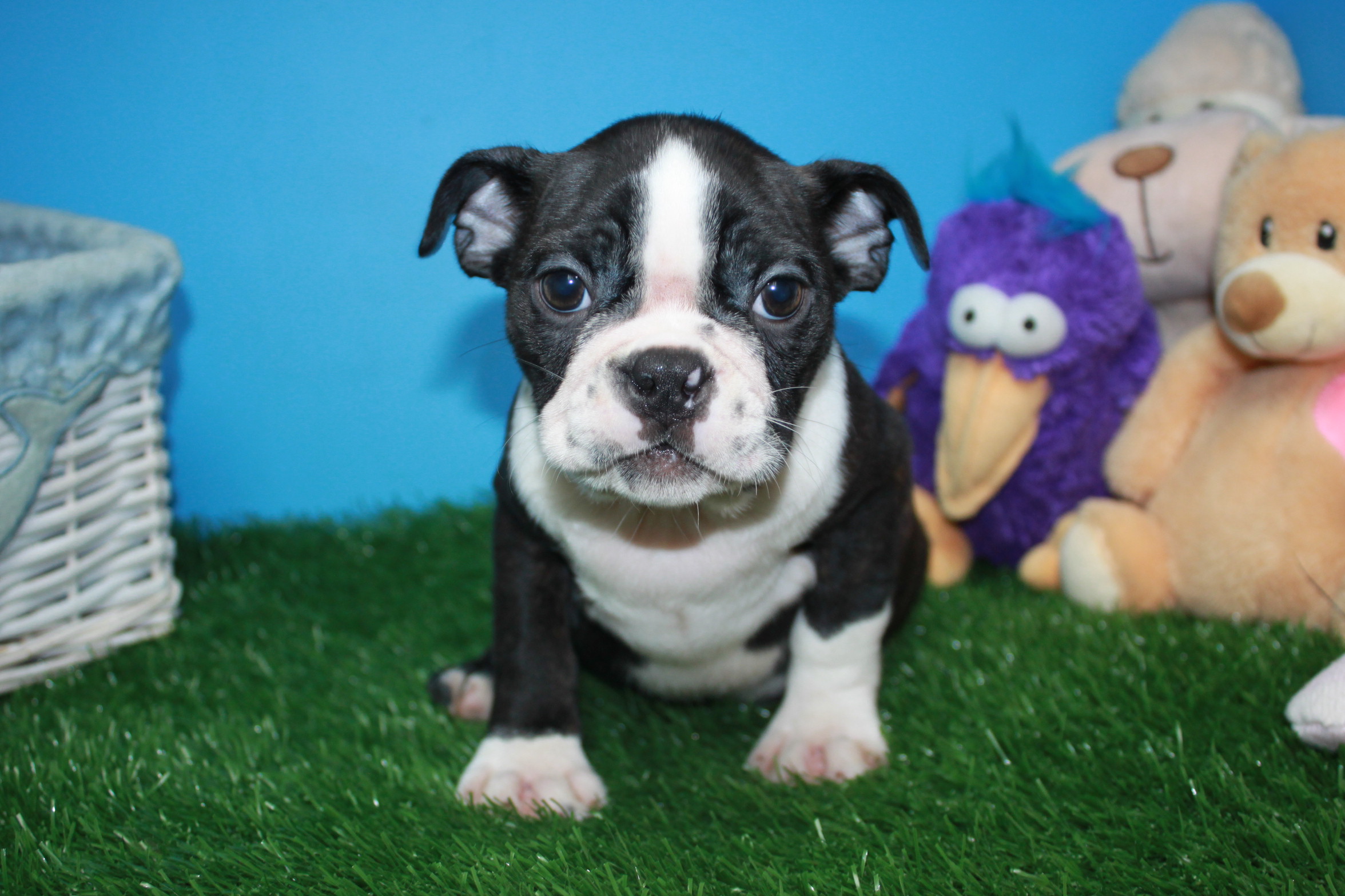 Boston Terrier Puppies For Sale Long Island Puppies