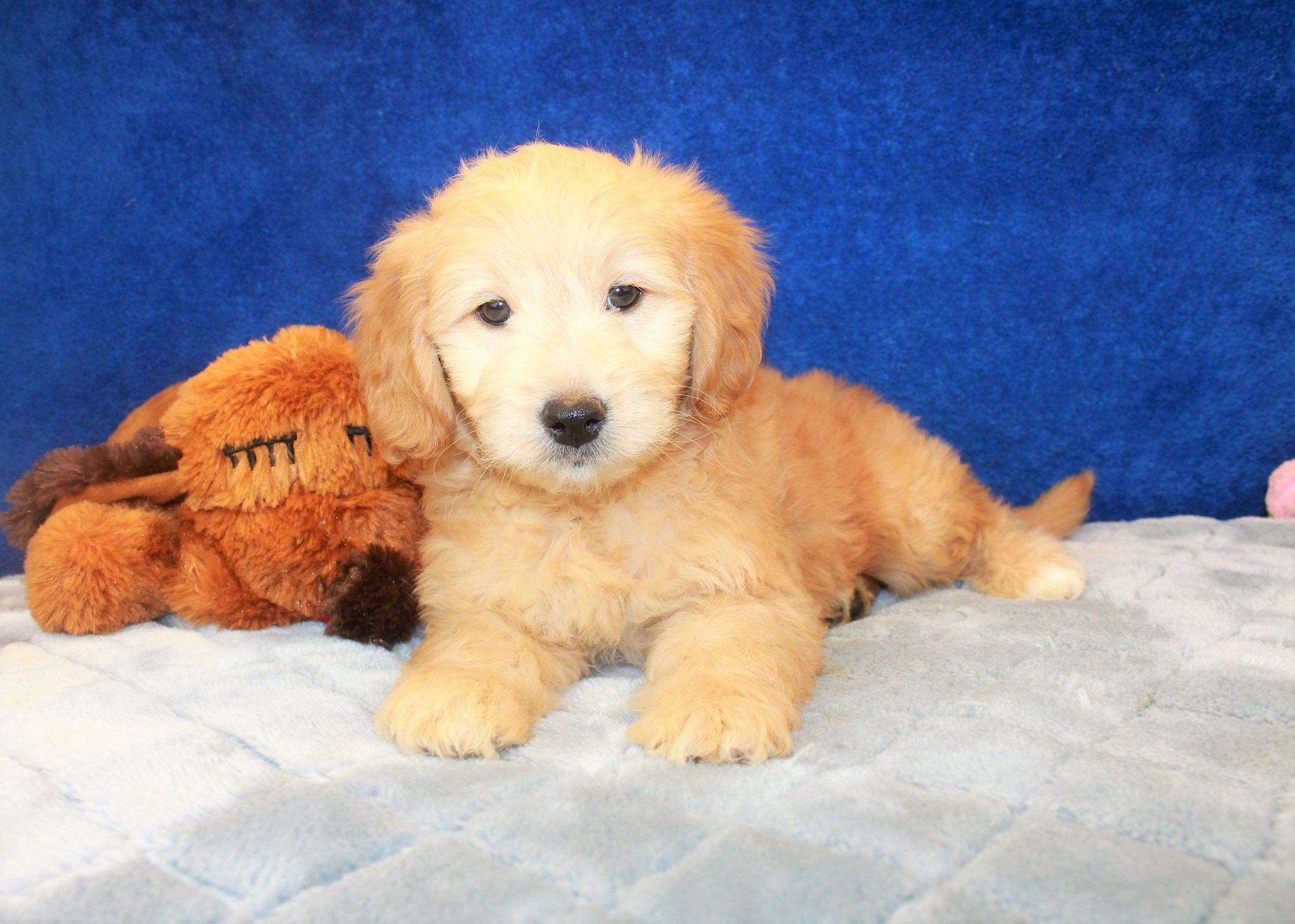 Goldendoodle-Mini Puppies For Sale - Long Island Puppies