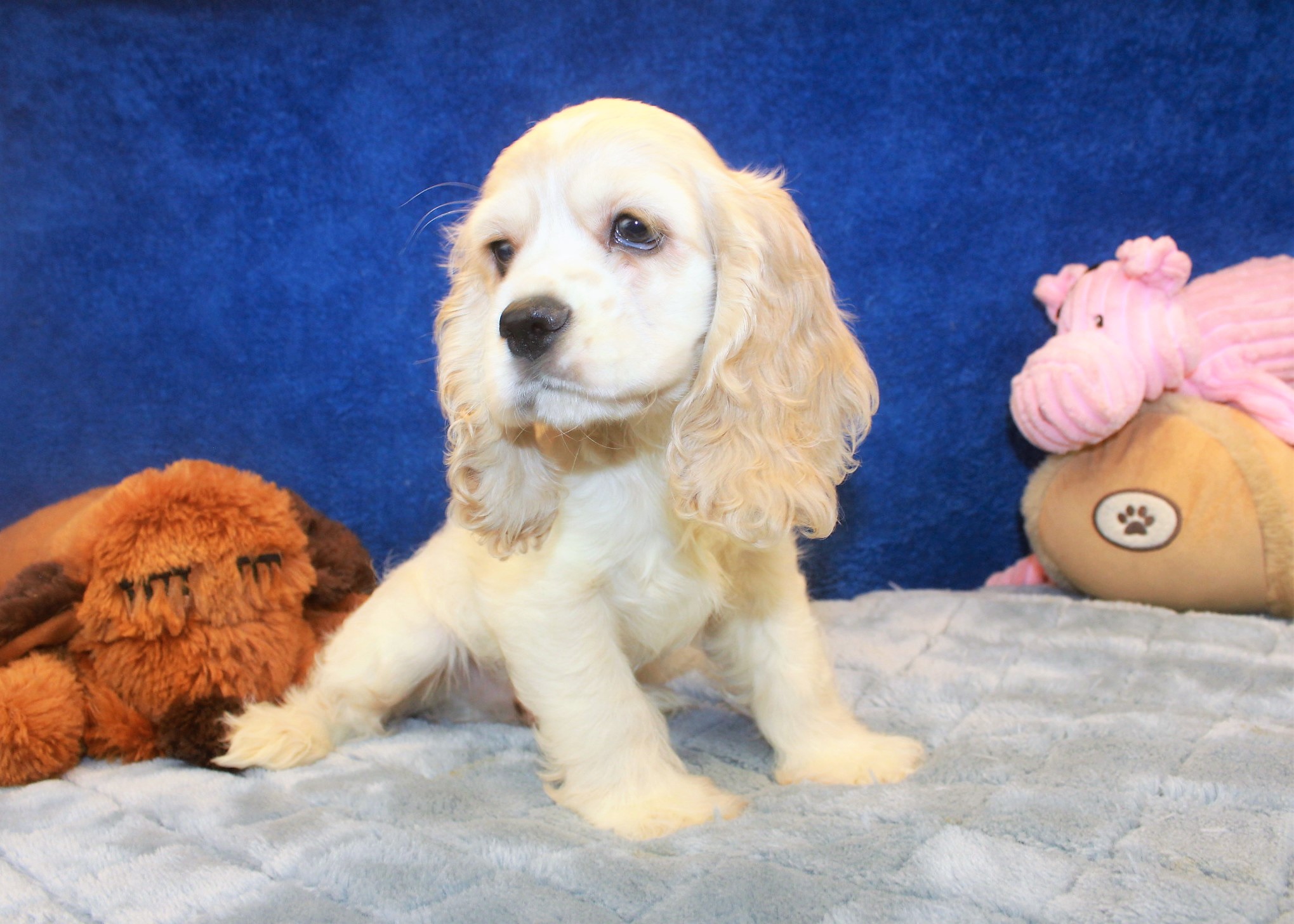 Cocker Spaniel Puppies For Sale - Long Island Puppies