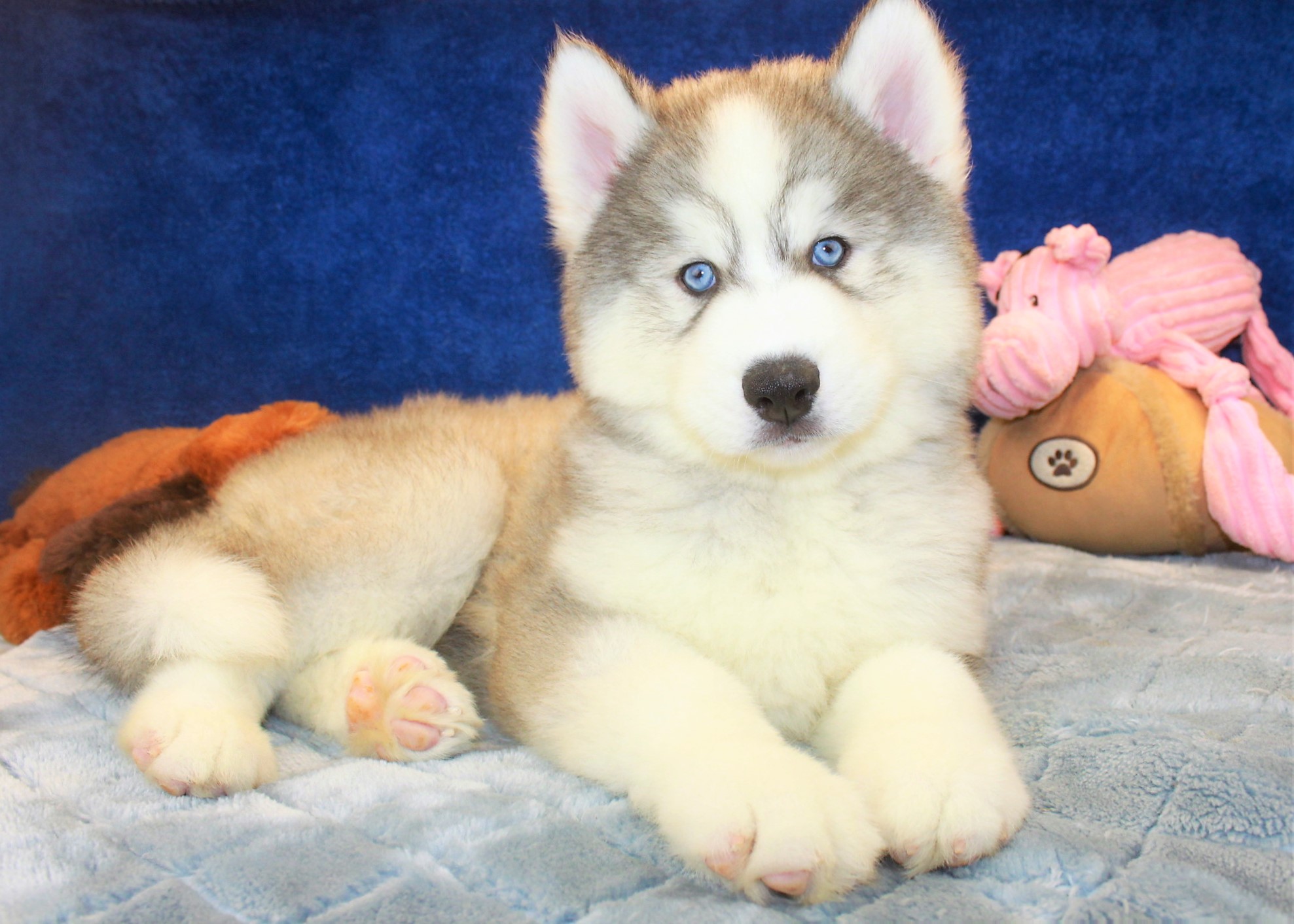 Siberian Husky Puppies For Sale - Long Island Puppies