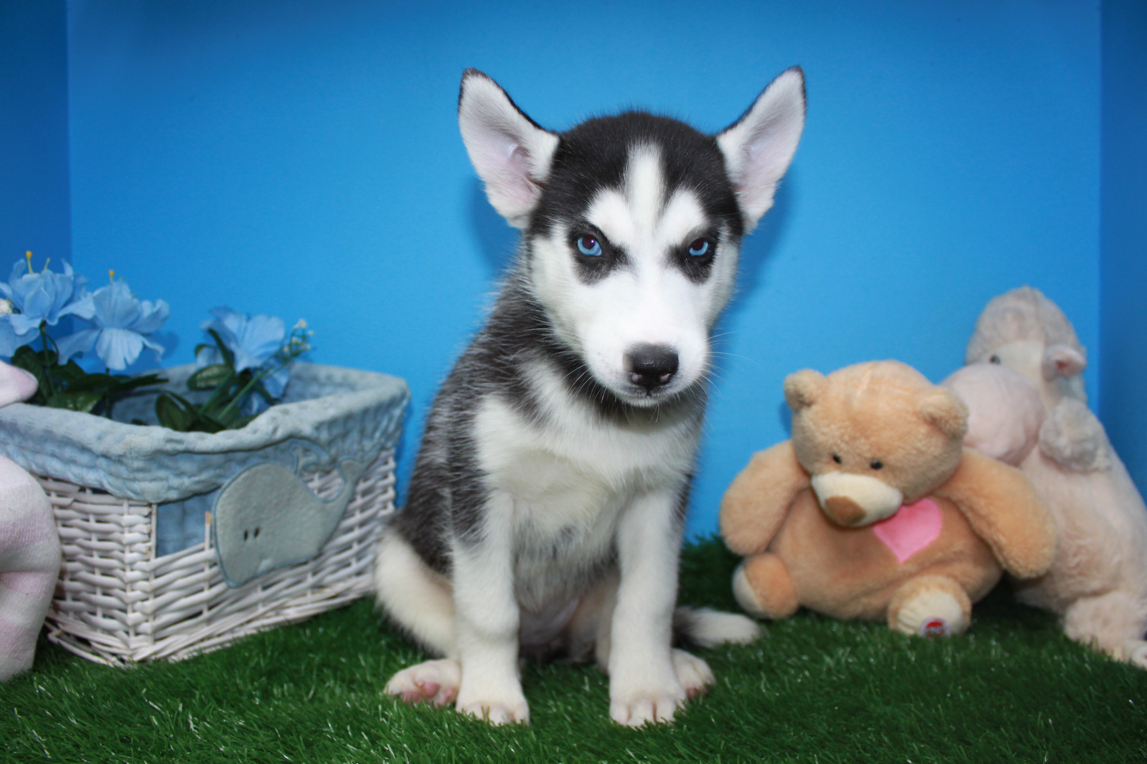 Siberian Husky Puppies For Sale - Long Island Puppies