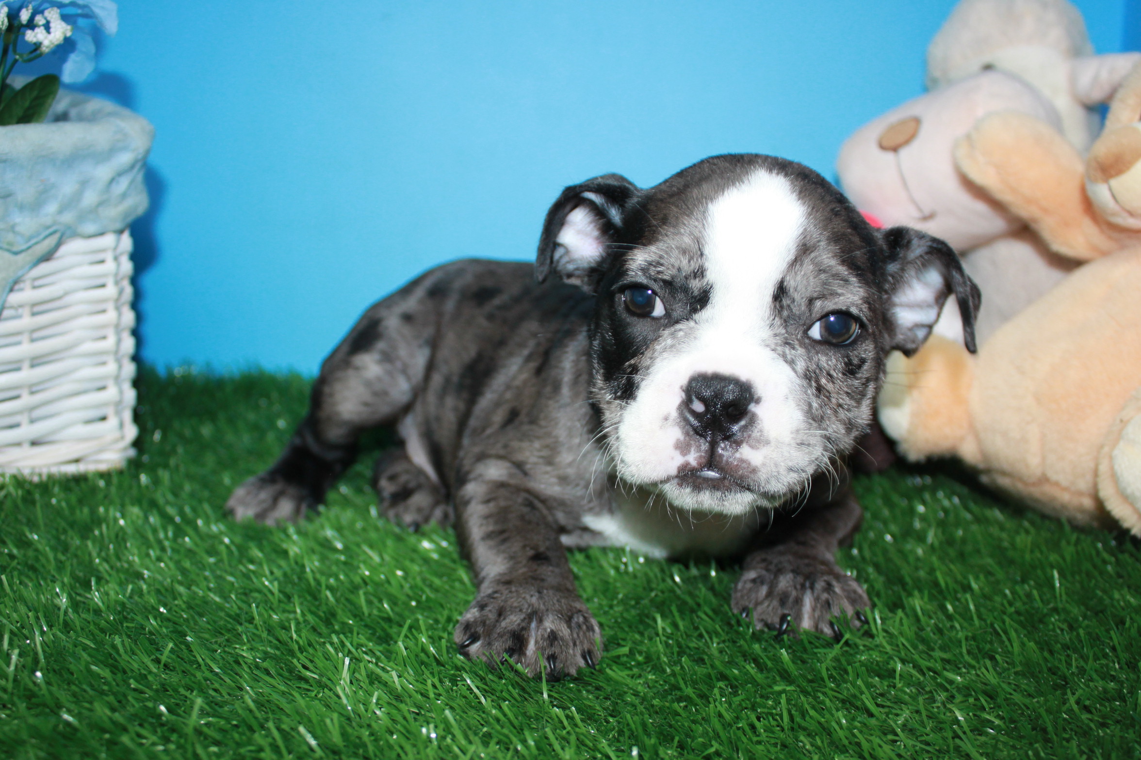 Mini Bulldog Puppies For Sale - Long Island Puppies