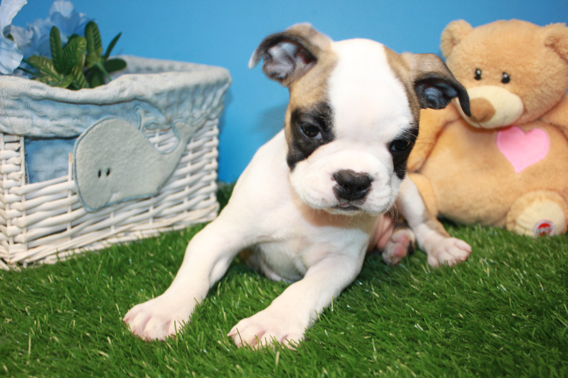Mini Bulldog Puppies For Sale Long Island Puppies