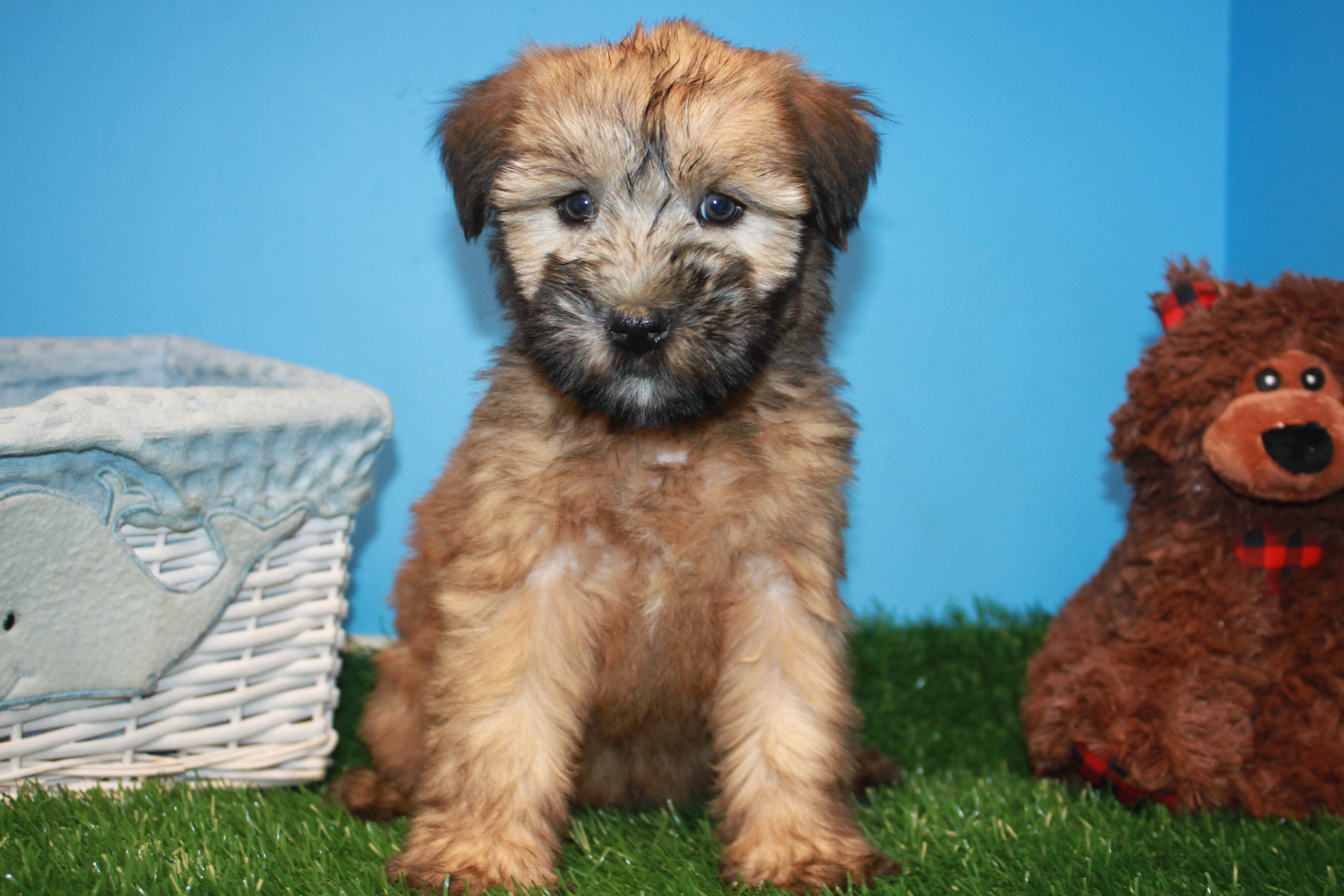 Soft Coated Wheaten Terrier Puppies For Sale - Long Island ...