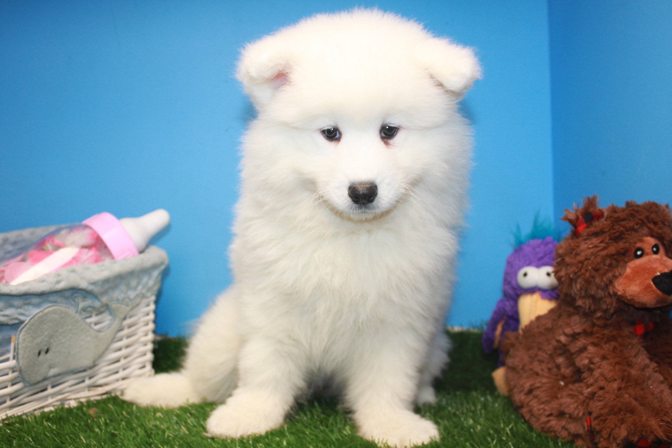 Samoyed Puppies For Sale Long Island Puppies