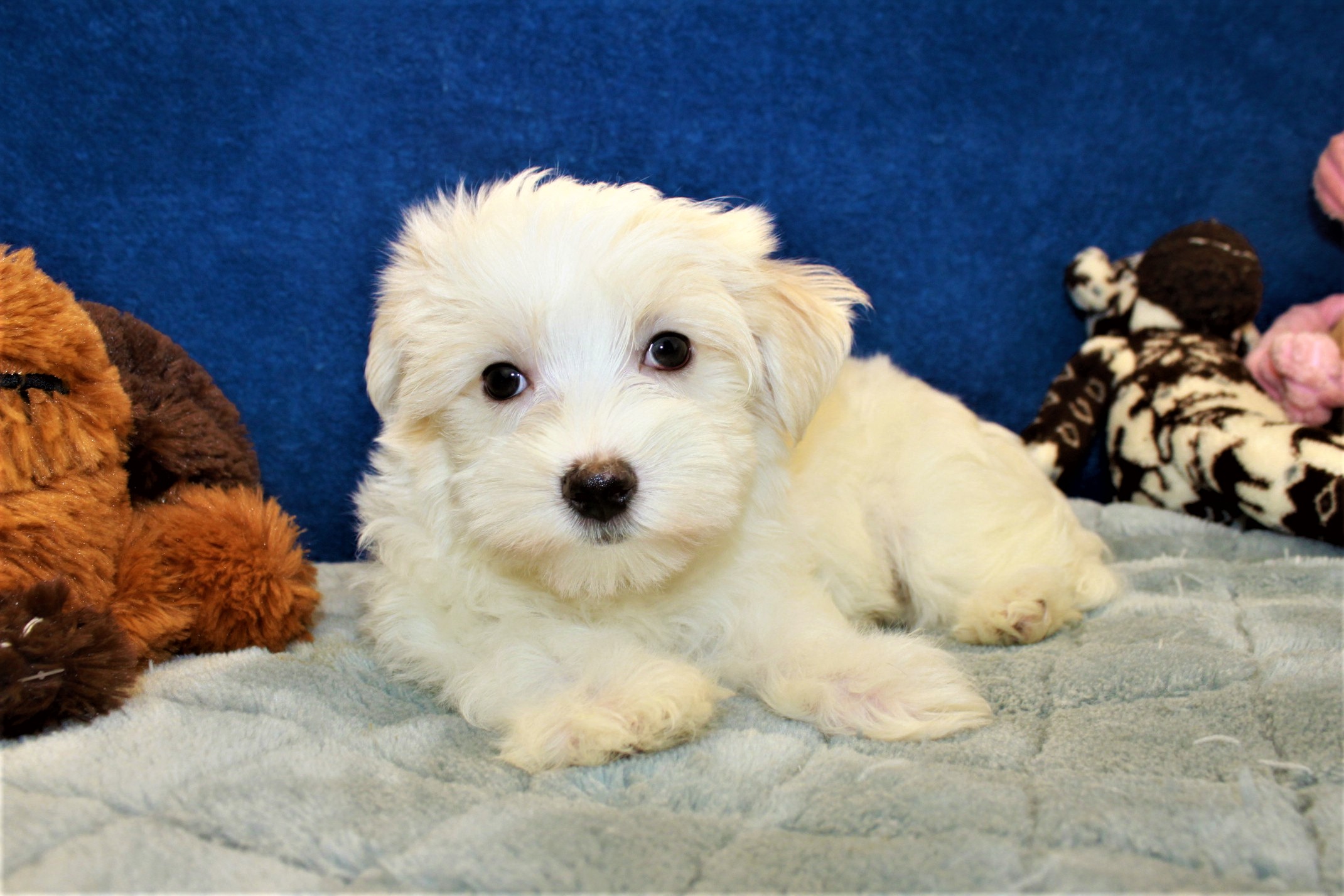 Morkie Puppies For Sale - In Rhode Island USA