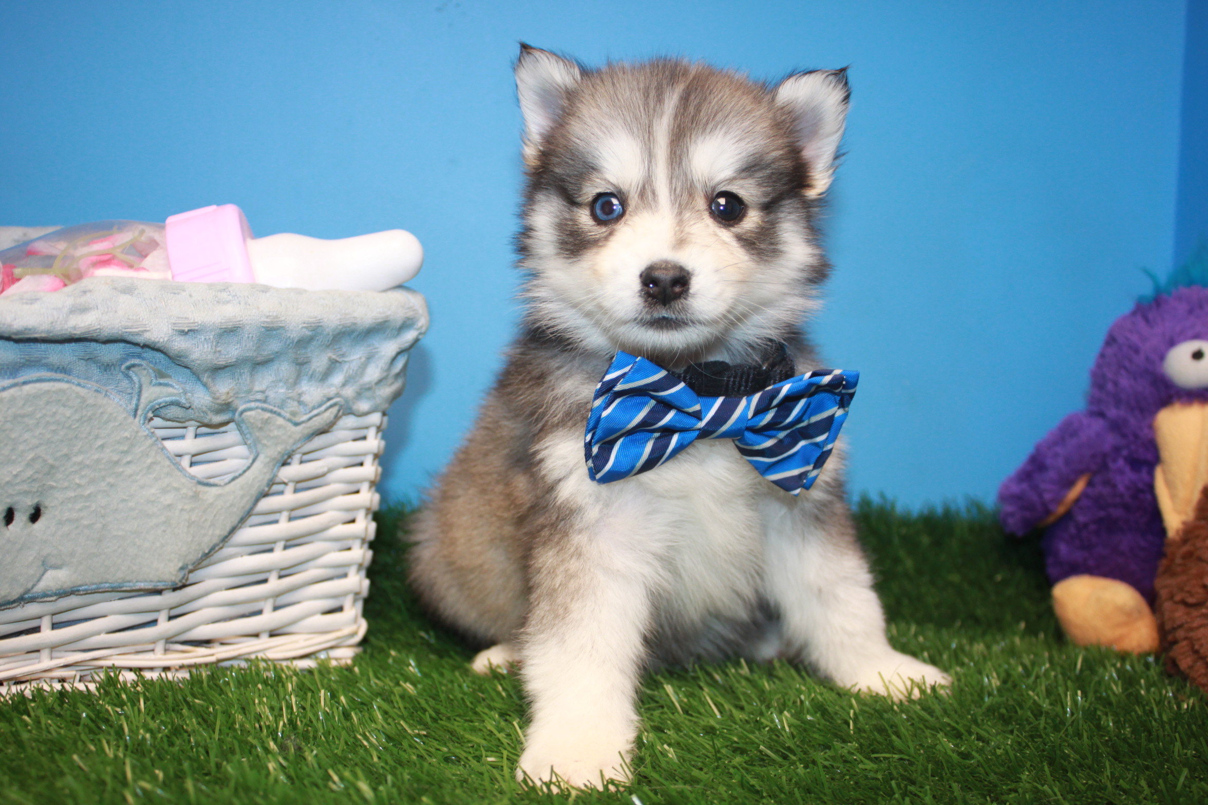 Pomsky Puppies For Sale - Long Island Puppies