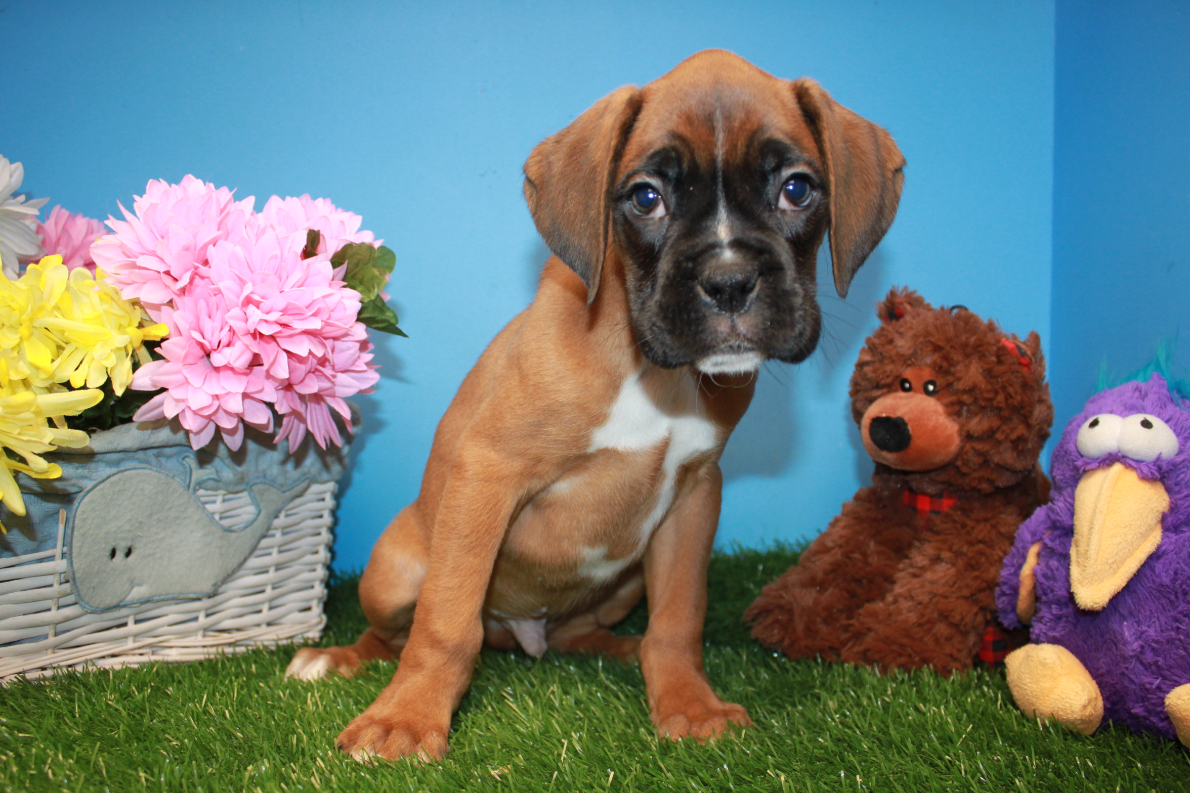 Boxer Puppies For Sale Long Island Puppies