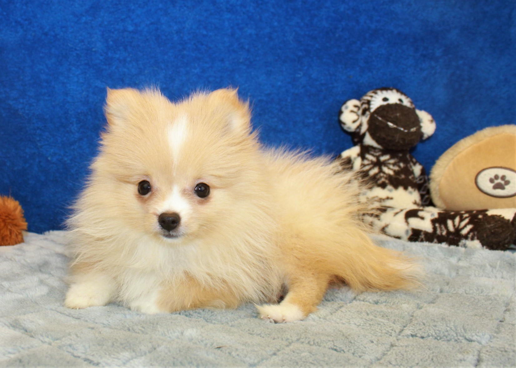 Pomeranian Puppies For Sale - Long Island Puppies