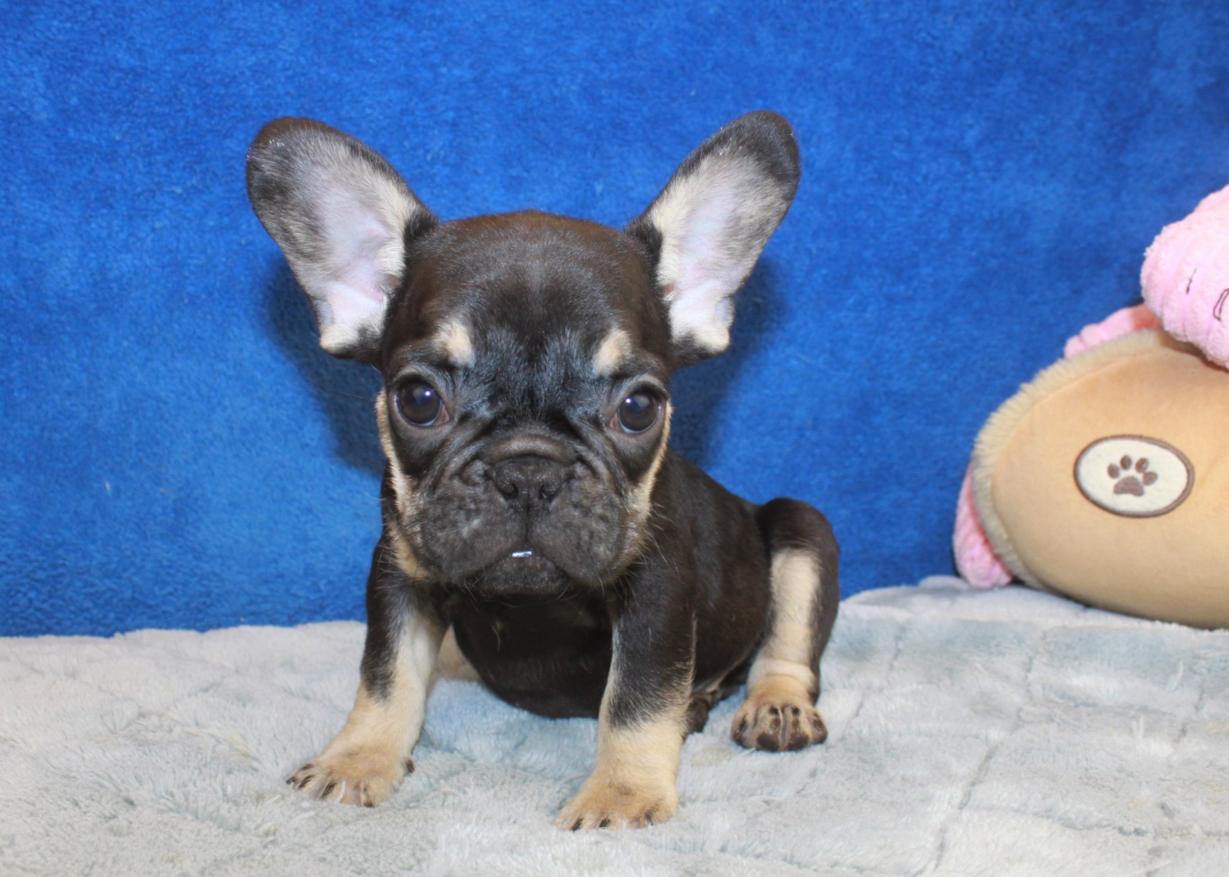 French Bulldog Puppies For Sale - Long Island Puppies