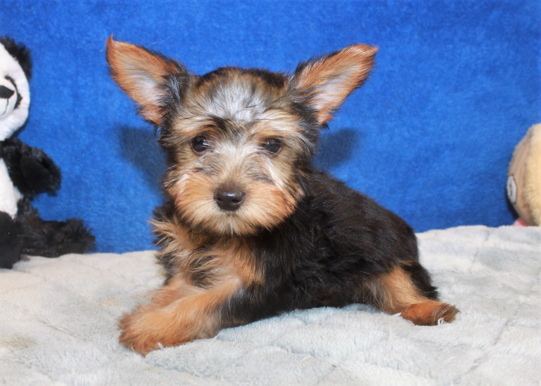 Silky Terrier Puppies For Sale - Long Island Puppies