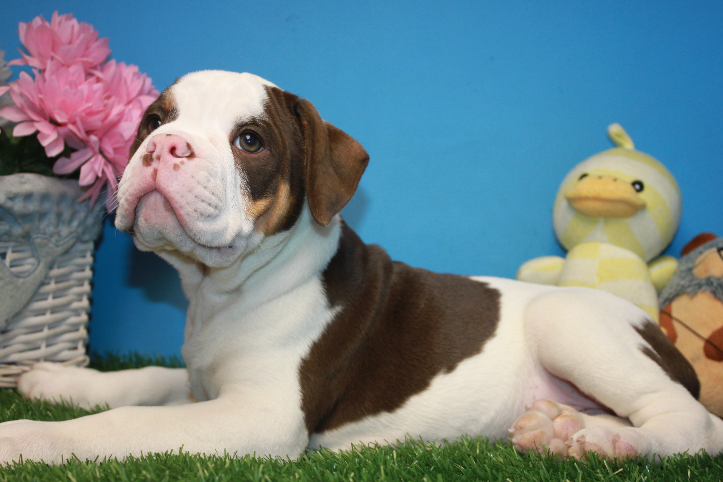 Old English Bulldog Puppies For Sale Long Island Puppies