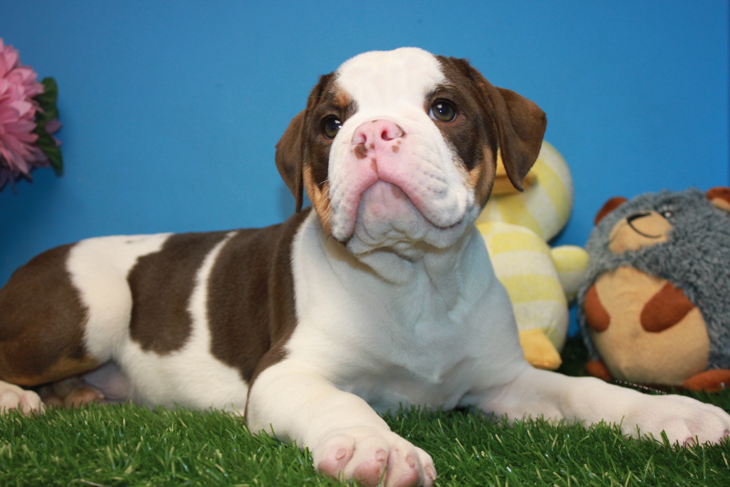 Old English Bulldog Puppies For Sale Long Island Puppies