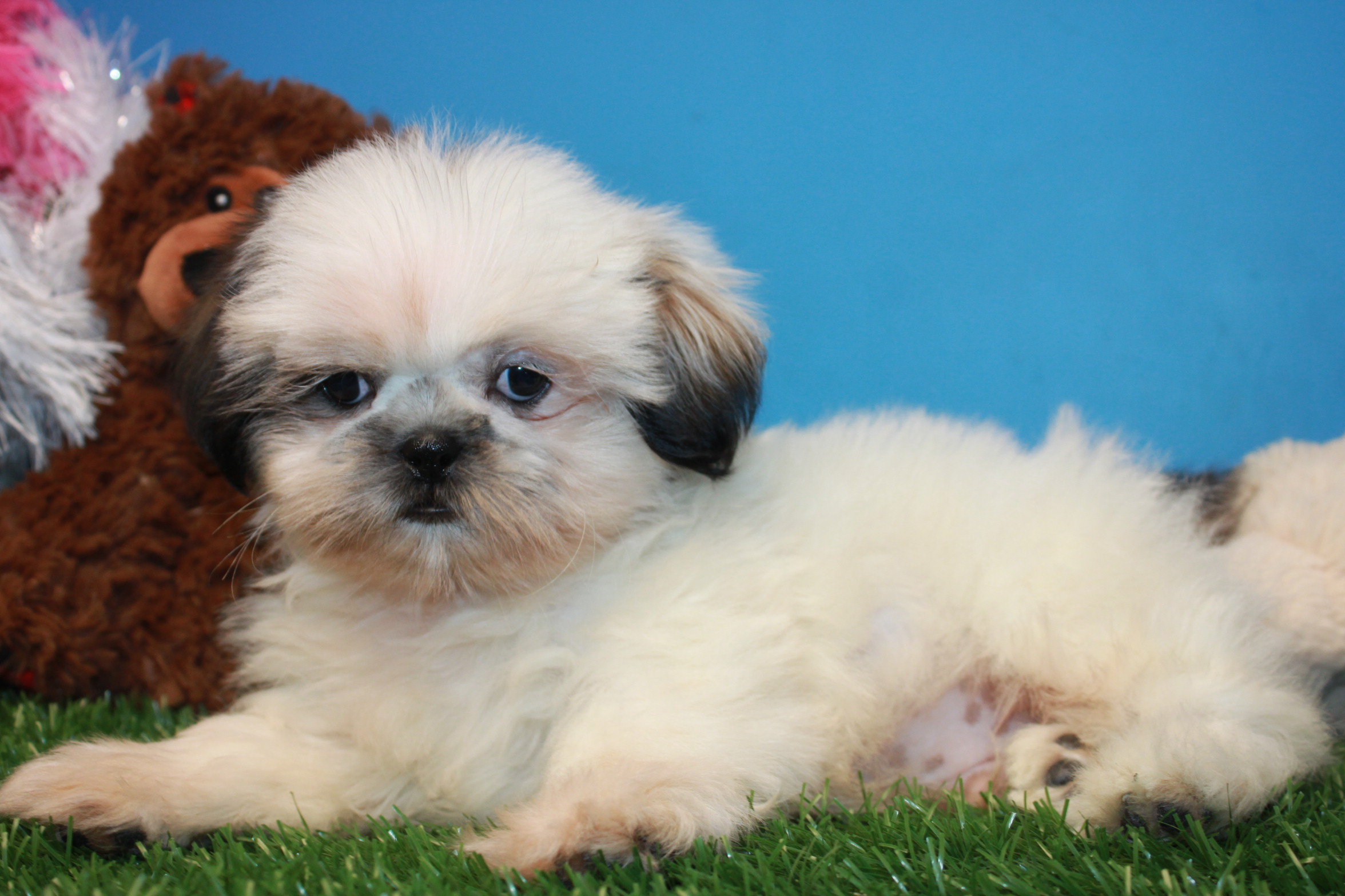 Shih-Tzu Puppies For Sale - Long Island Puppies