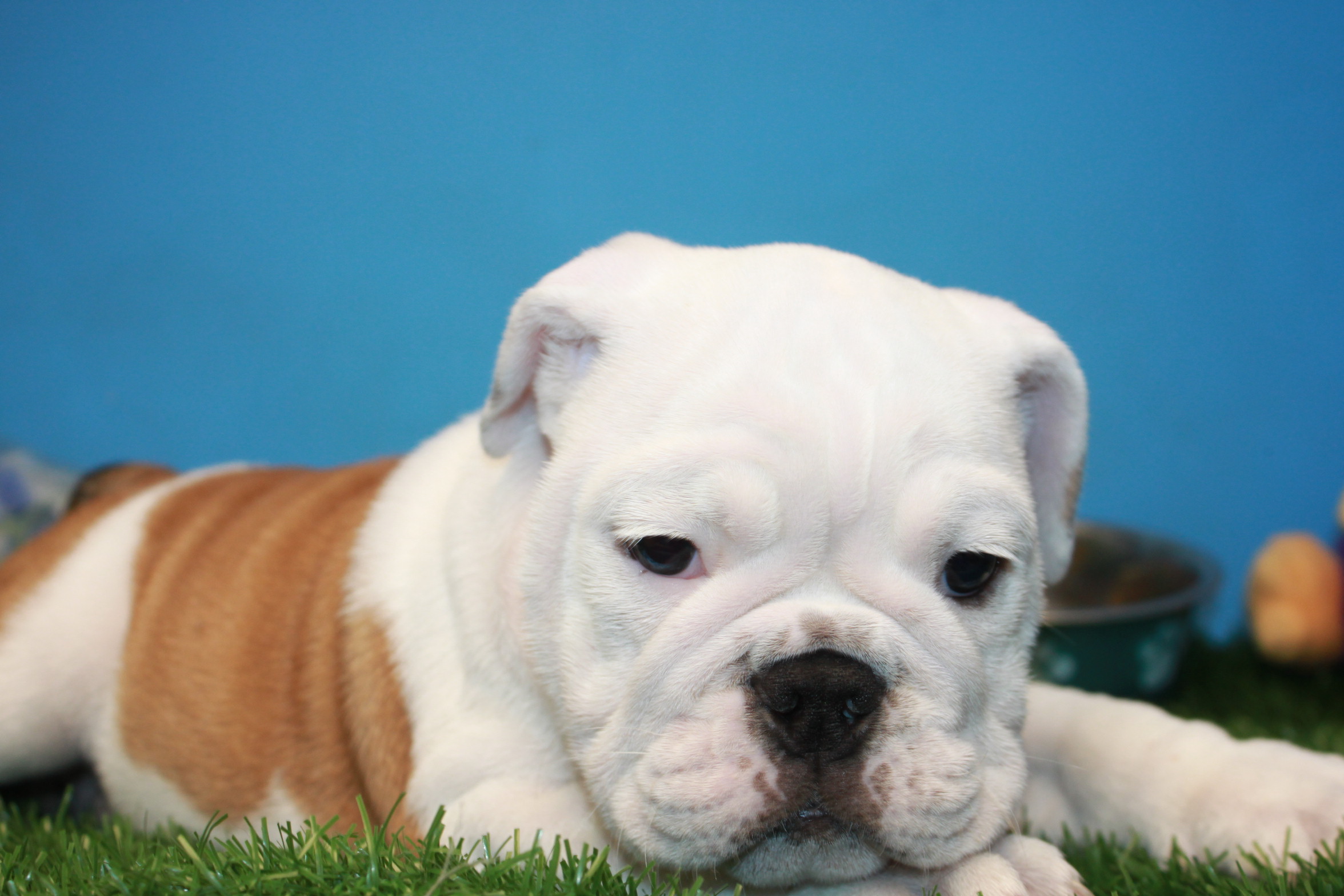 Bulldog Puppies For Sale Long Island Puppies