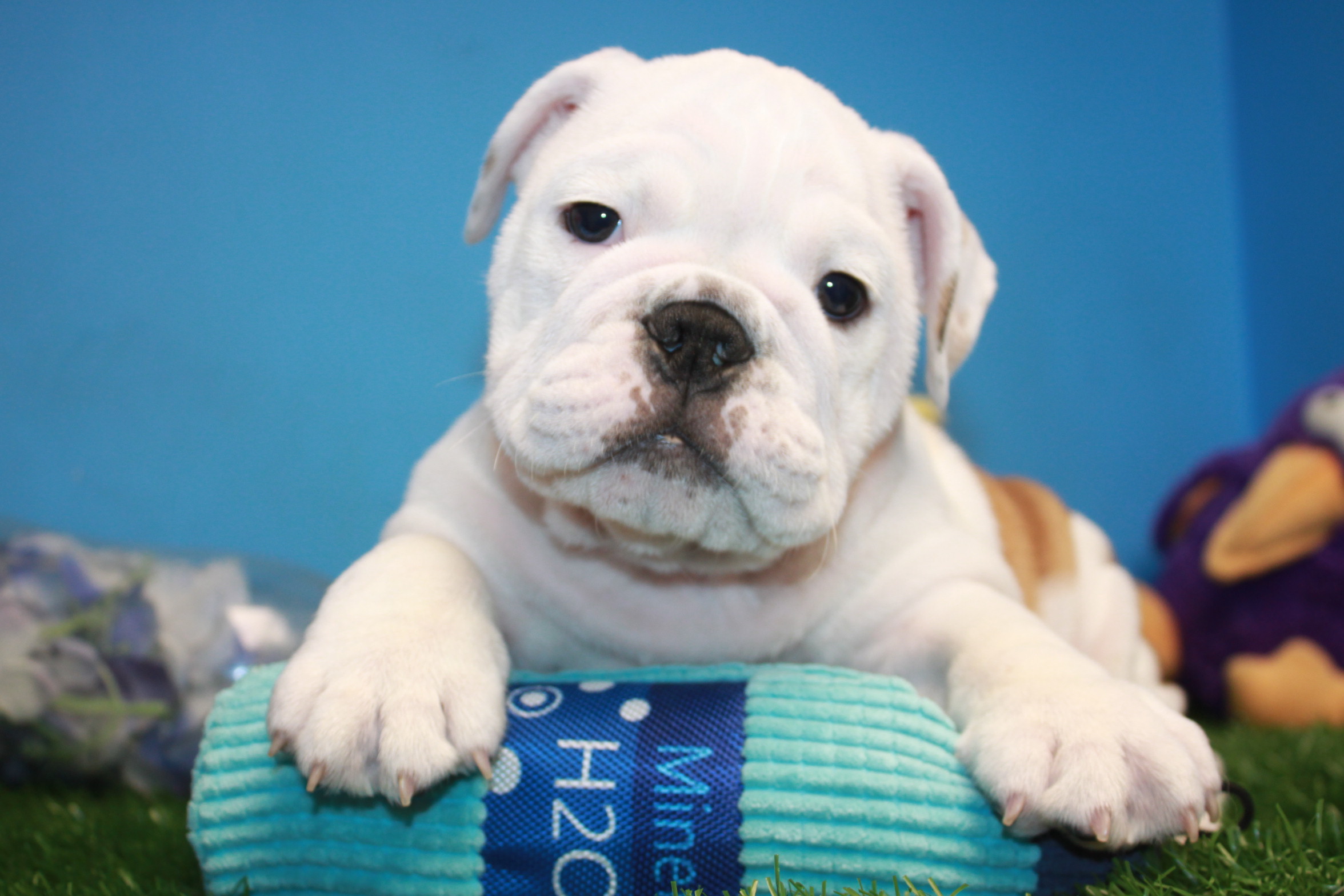 Bulldog Puppies For Sale Long Island Puppies