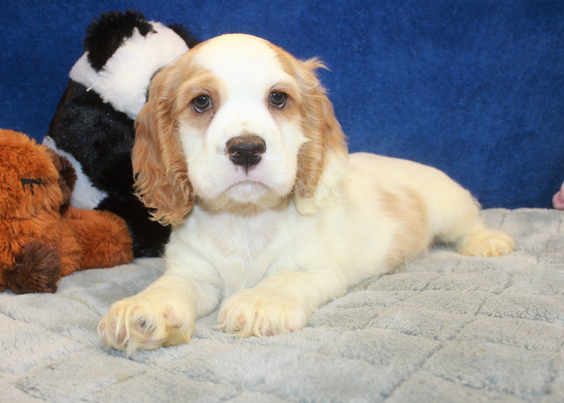 Cocker Spaniel Puppies For Sale - Long Island Puppies