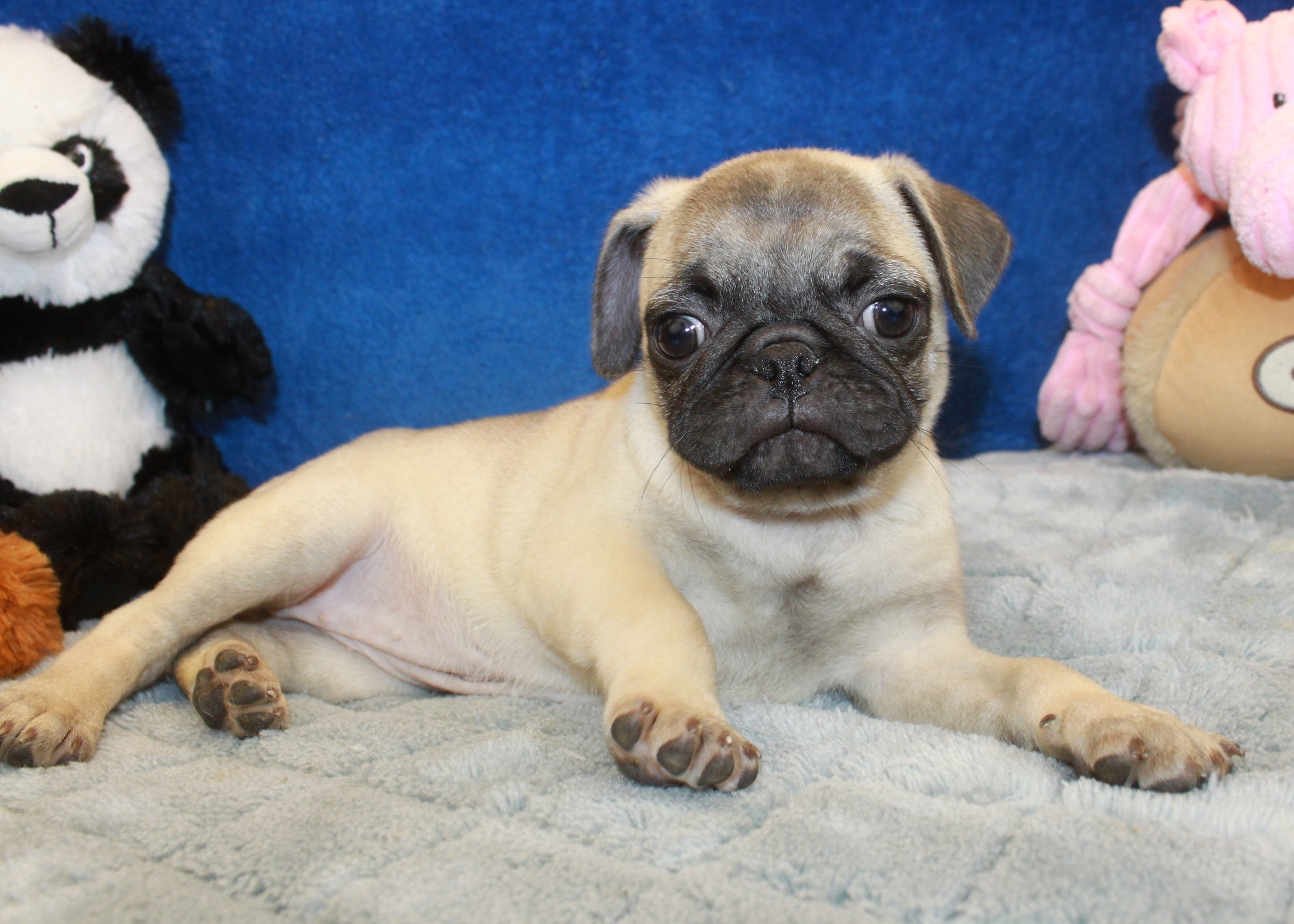Pug Puppies For Sale - Long Island Puppies