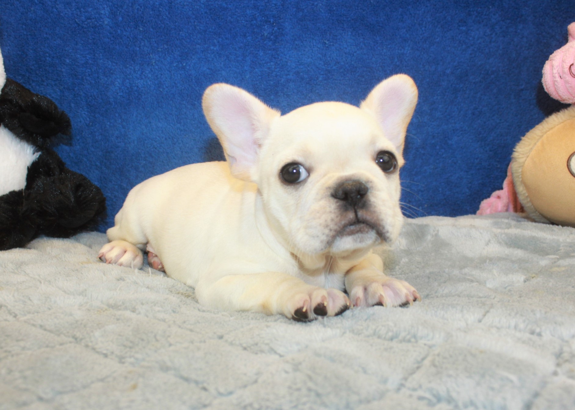 French Bulldog Puppies For Sale Long Island Puppies