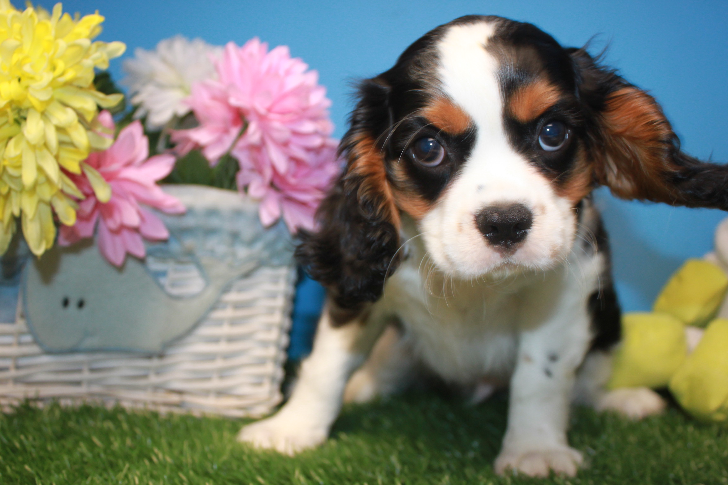 Cavalier King Charles Spaniel Puppies For Sale Long