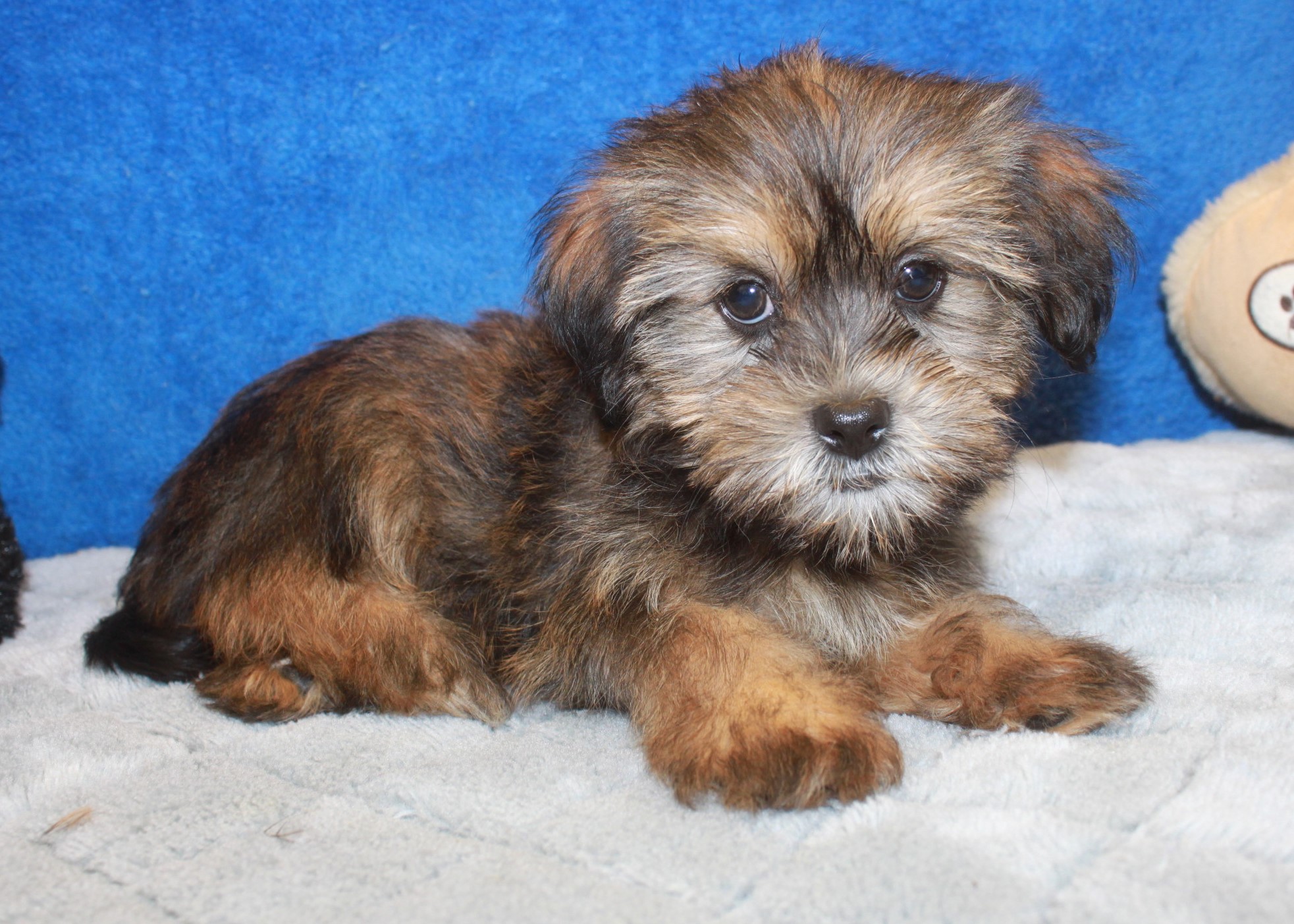Shorkie Puppies For Sale Long Island Puppies