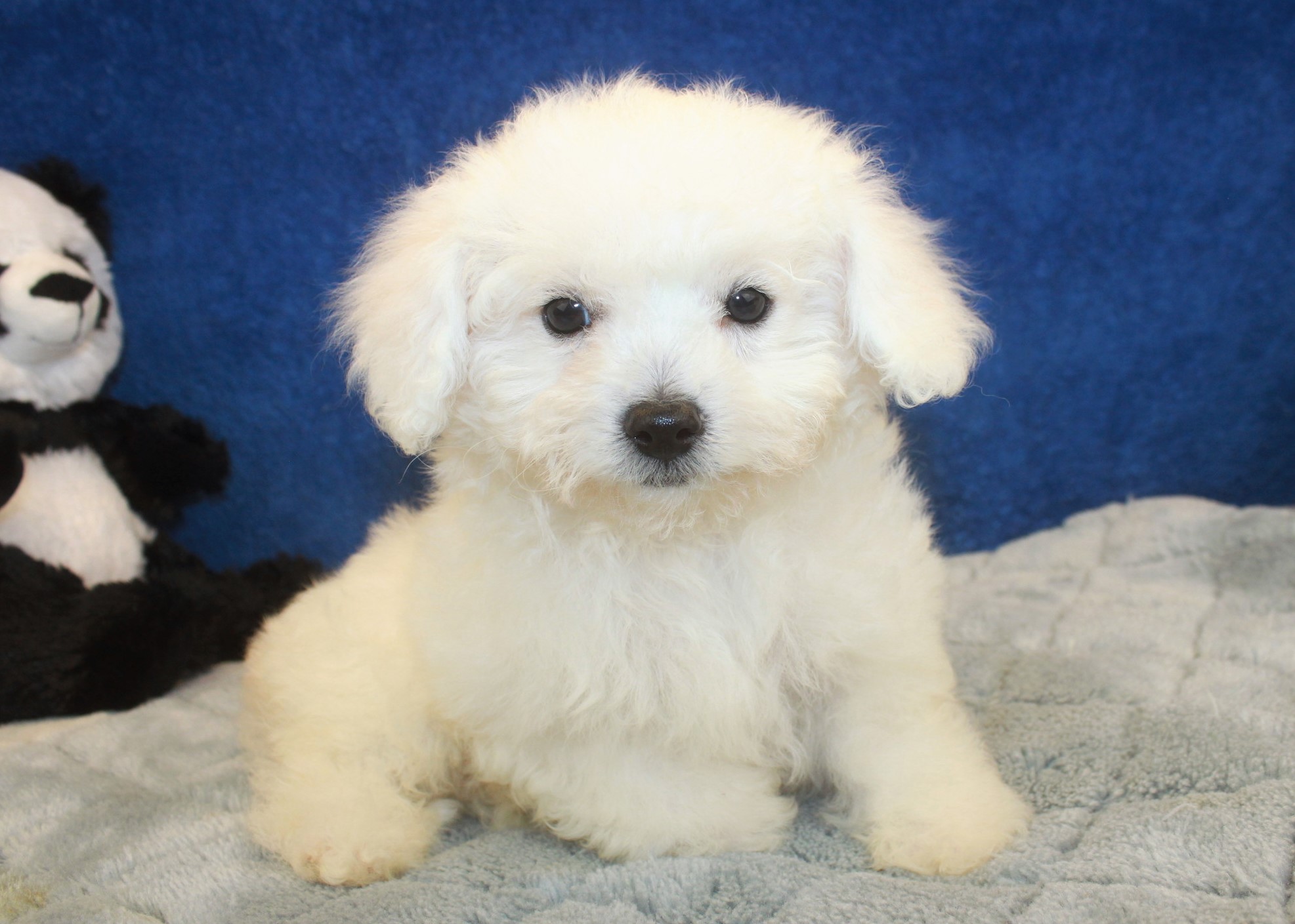 Bichon Frise Puppies For Sale Long Island Puppies
