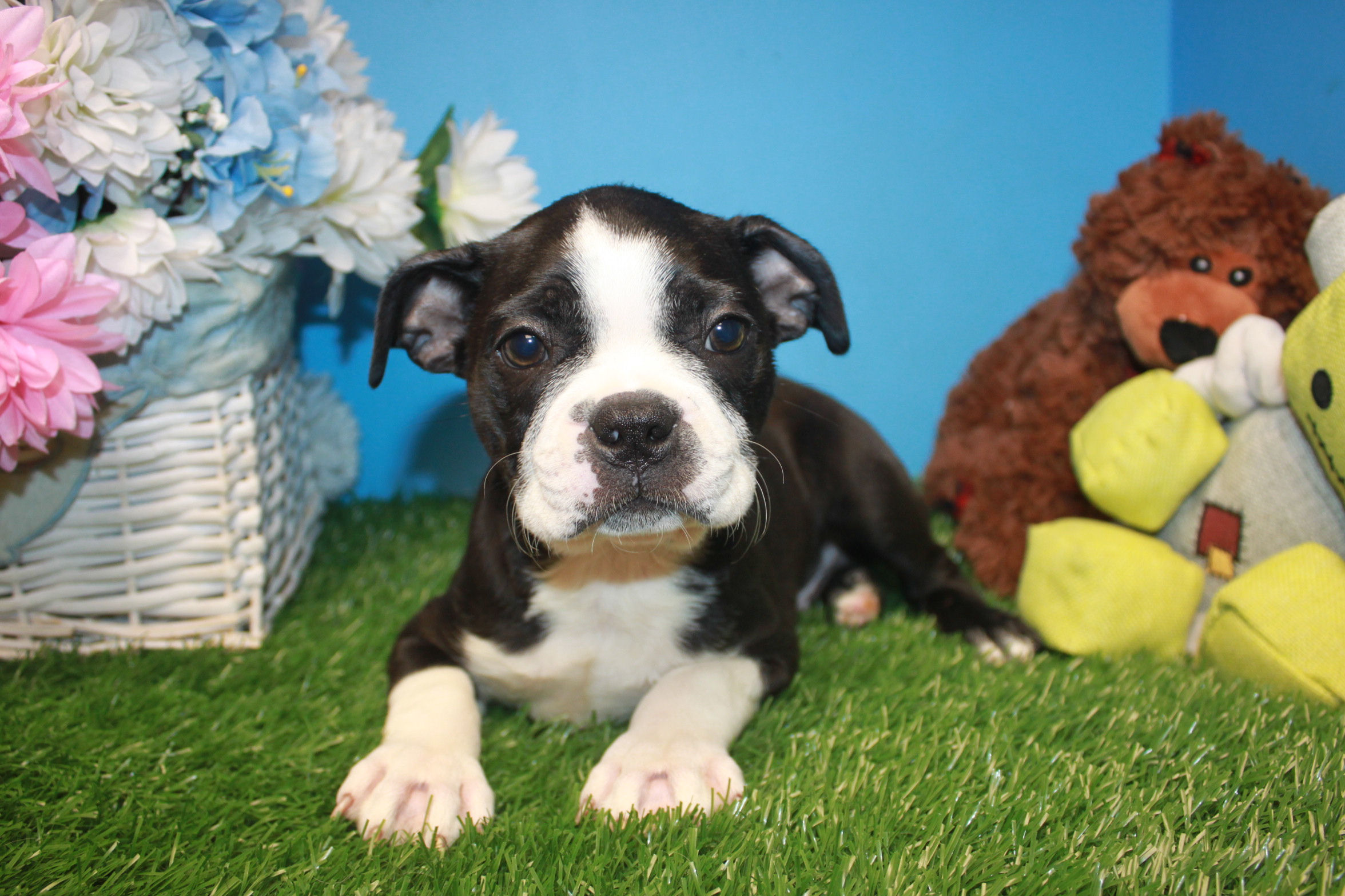 Boston Terrier Puppies For Sale Long Island Puppies