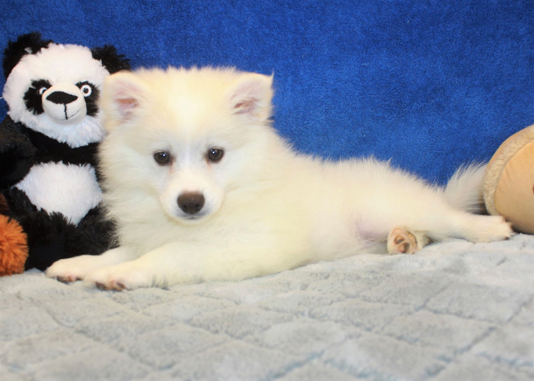 American Eskimo Puppies For Sale - Long Island Puppies