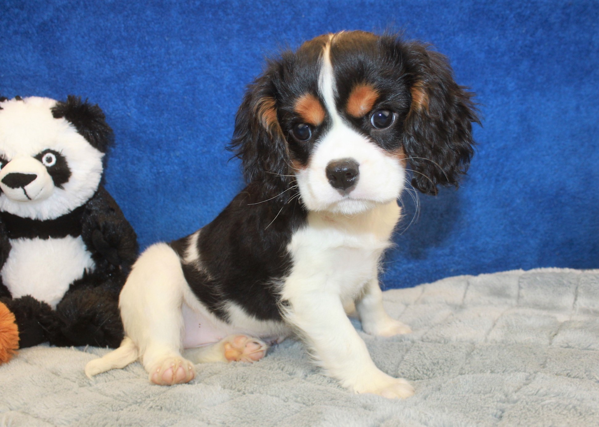 Cavalier King Charles Spaniel Puppies For Sale Long