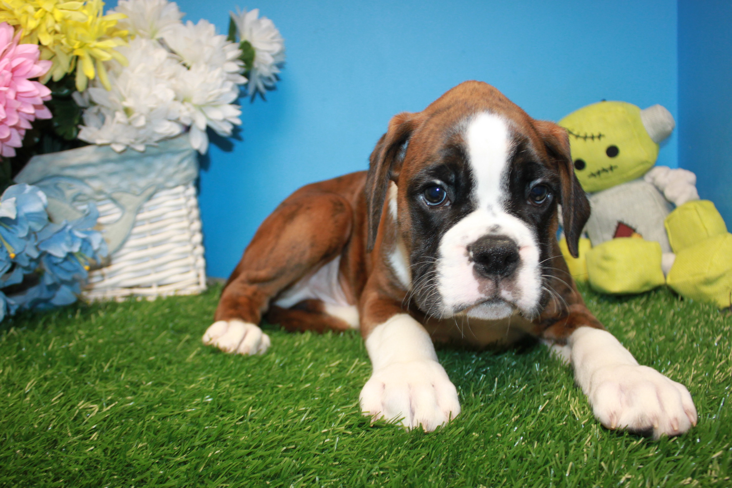 Boxer Puppies For Sale Long Island Puppies