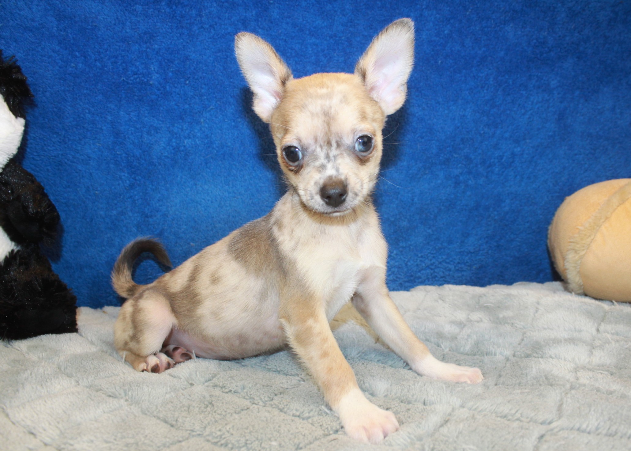 Chihuahua Puppies For Sale Long Island Puppies