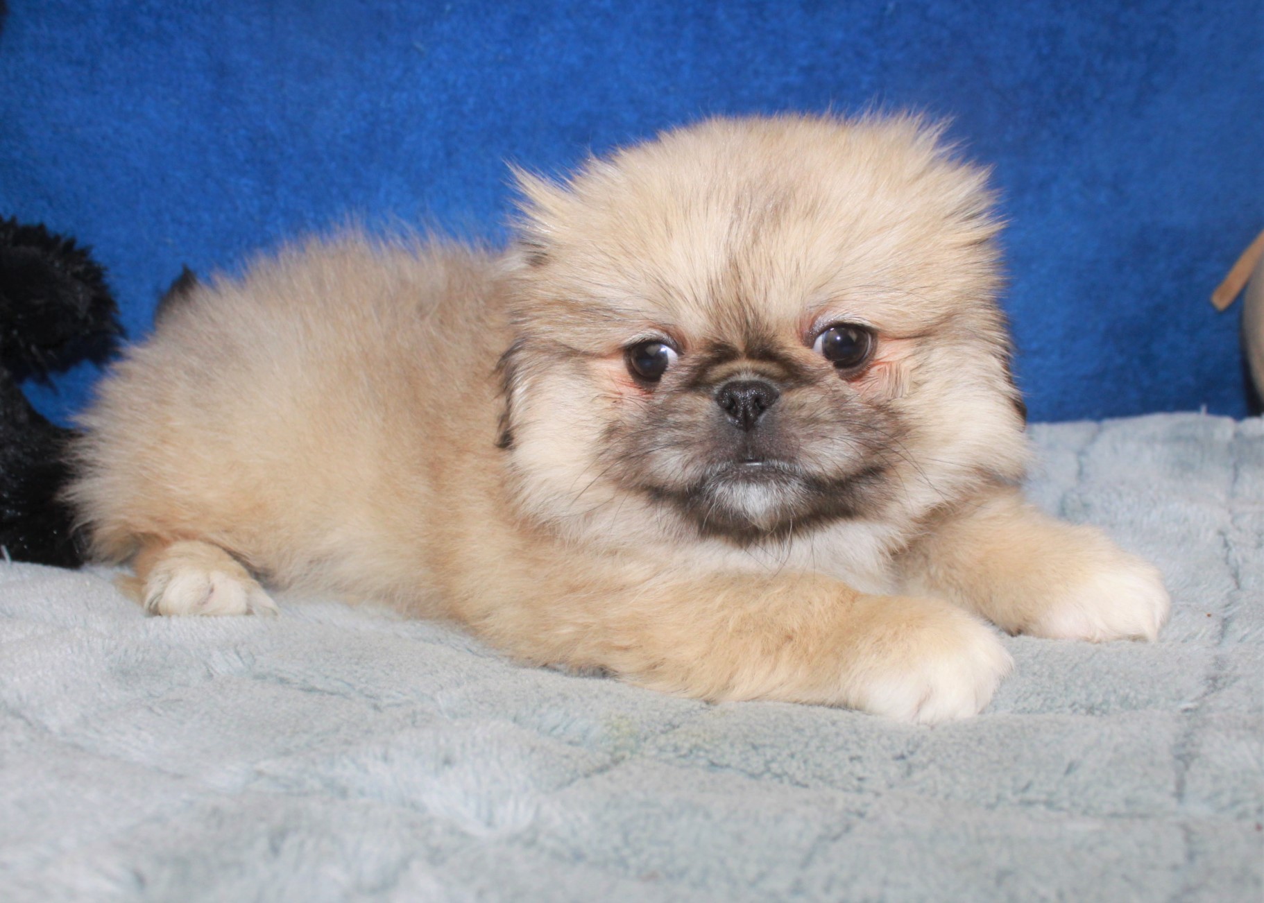 Pekingese Puppies For Sale - Long Island Puppies