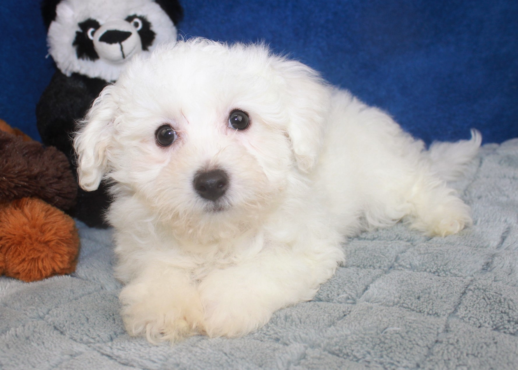 Bichon Frise Puppies For Sale Long Island