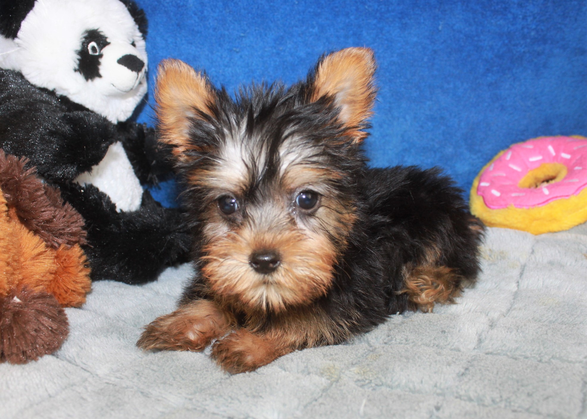 Silky Terrier Puppies For Sale - Long Island Puppies