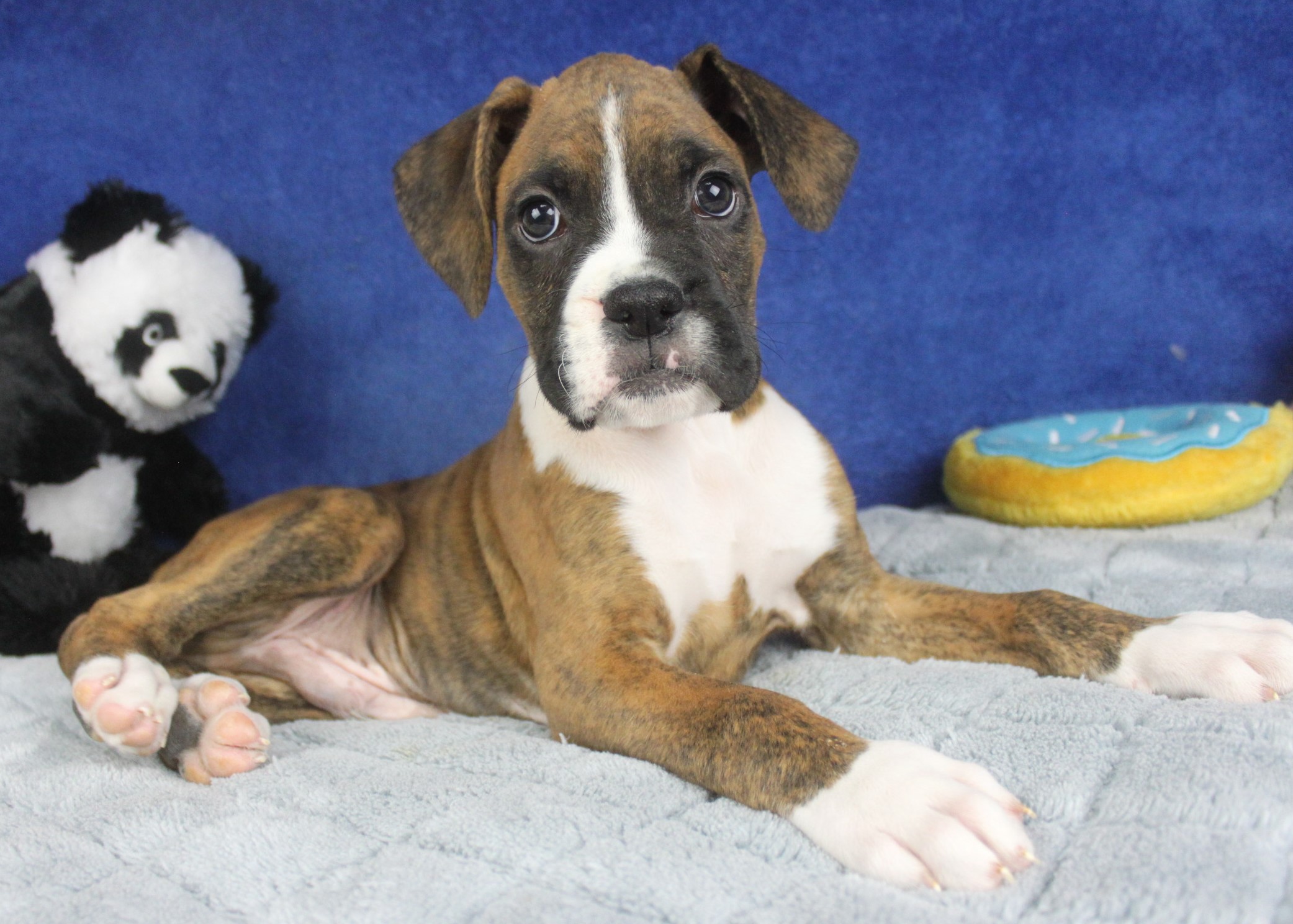 Boxer Puppies Ny Boxer Puppies For Sale Nyc Breeders