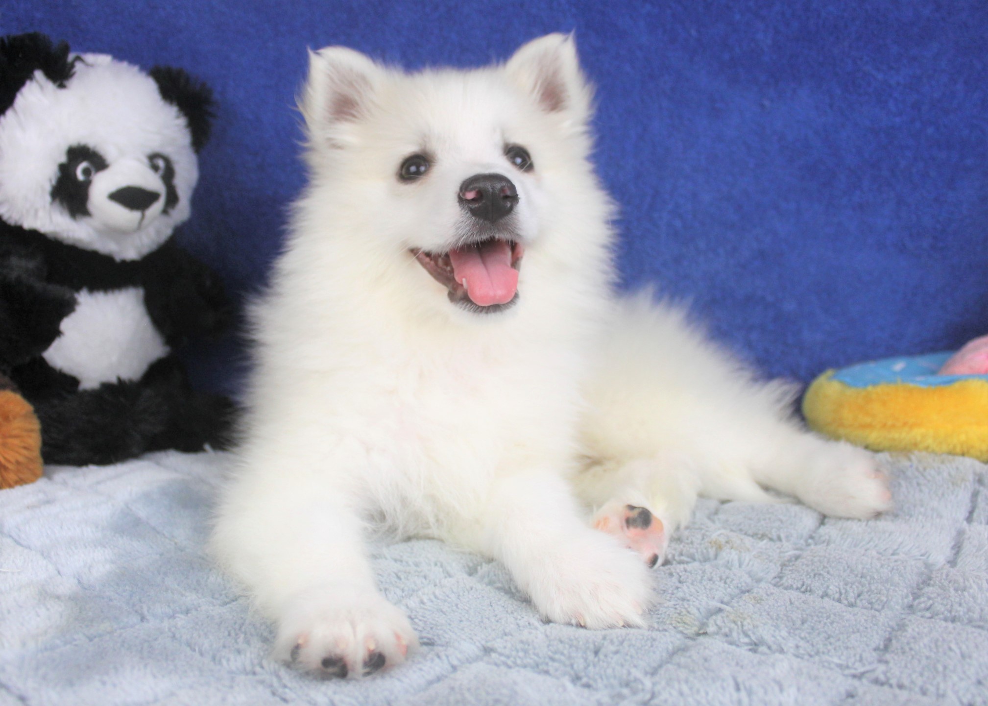 American Eskimo Puppies For Sale - Long Island Puppies