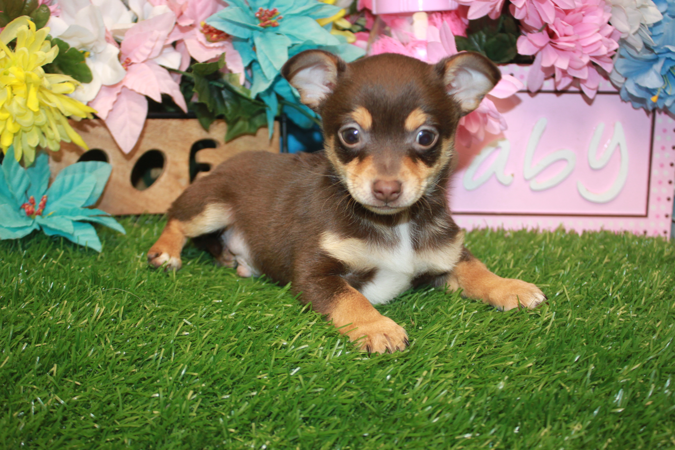 Chihuahua Puppies For Adoption Long Island Ny Puppy And Pets