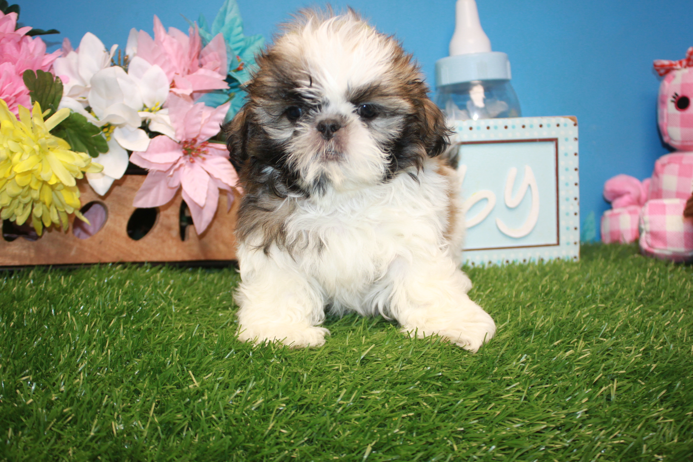 ShihTzu Puppies For Sale Long Island Puppies