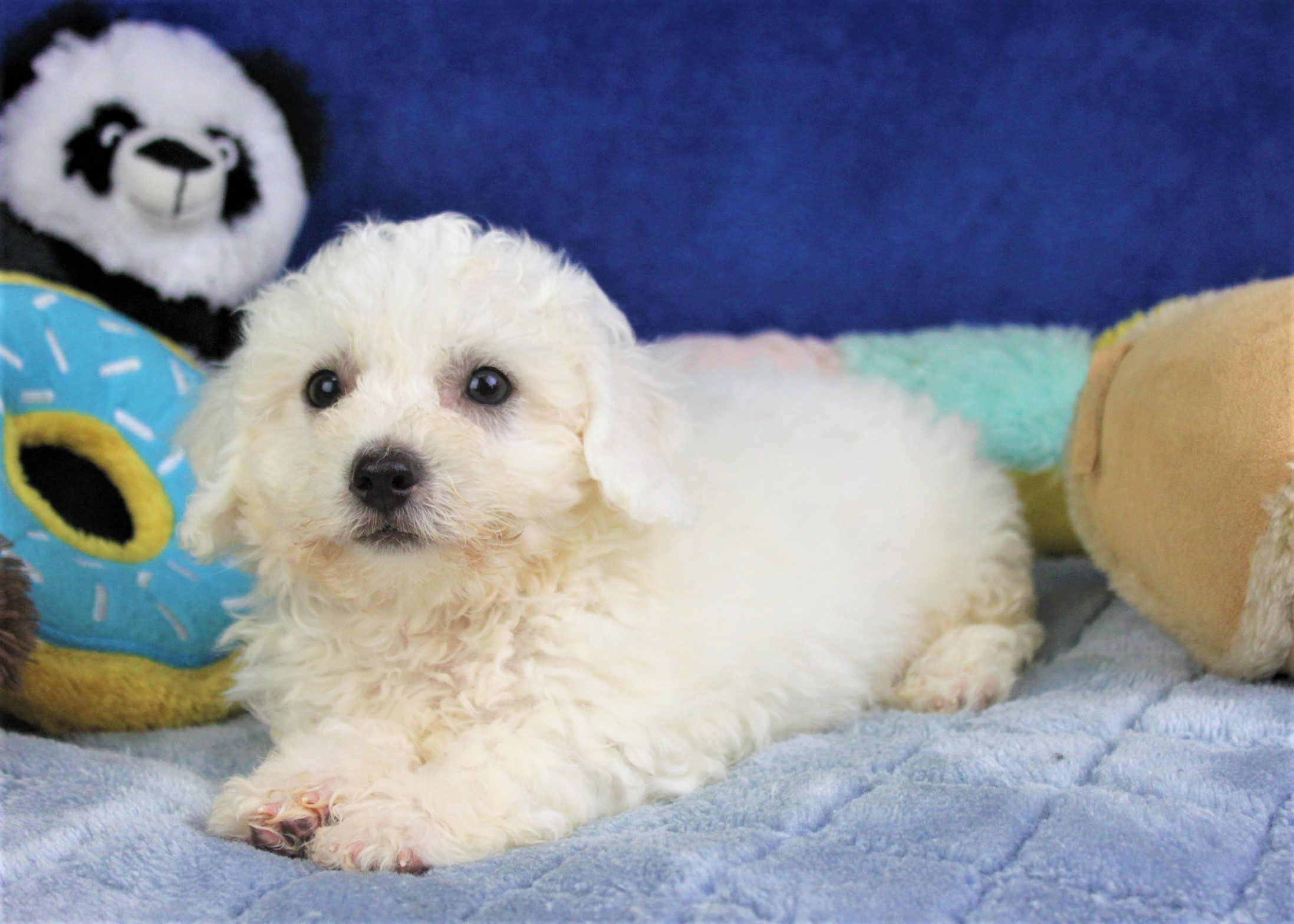 Bichon Frise Puppies For Sale Long Island Puppies