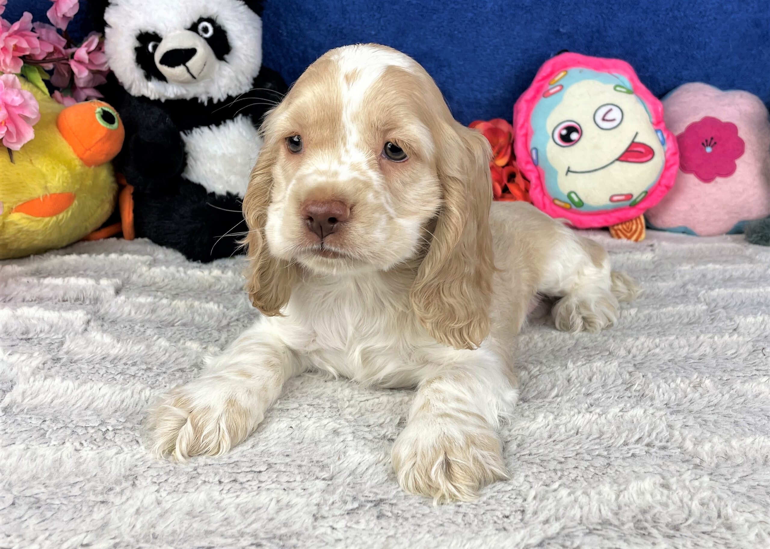 Hicksville - Available Puppies - Long Island Puppies